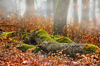 Autumn, forest, leaves, tree trunk, moss, nature HD wallpaper
