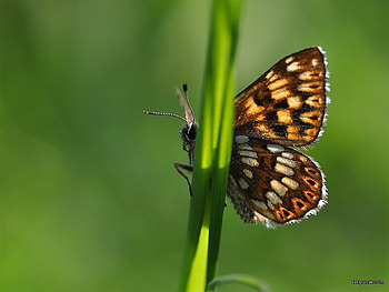 Brown Butterfly, black, plant, brown, butterfly, colour, cream, insect, spots HD wallpaper