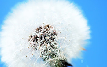 Blowing Dandelion HD wallpaper