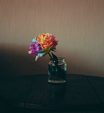Colorful peony in a glass jar on wooden table, showcasing rainbow hues and delicate petals. HD phone wallpaper