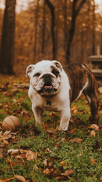 Bulldog, , High resolution, Detailed HD phone wallpaper