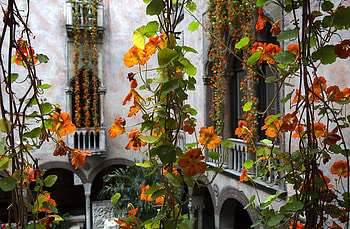 Nasturtiums, graphy, outdoors, peppery, nature, flowers, orange HD wallpaper