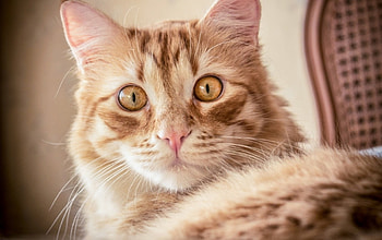 Surprised, pisica, animal, face, cute, cat, funny, surprise HD wallpaper