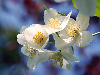 Plants, Flowers HD wallpaper