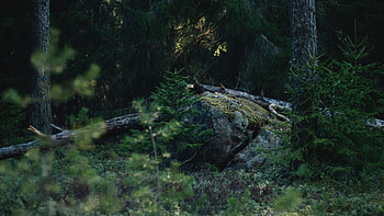 Trees Bushes Stones Dry Branches Forest Background Nature HD wallpaper