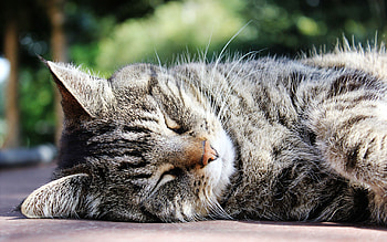 Animals, Cat, Muzzle, Striped, Sleep, Dream HD wallpaper