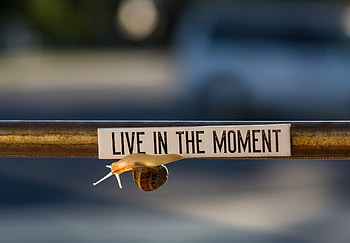 :), quote, melc, snail, macro, fence HD wallpaper