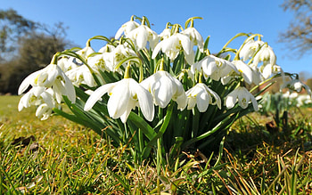 Flowers, Grass, Snowdrops HD wallpaper