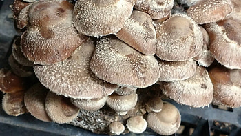 Shitake mushroom, Shiitake, Mushroom, Mushroom HD wallpaper