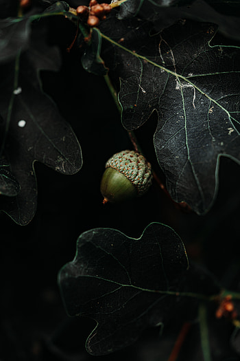 Leaves, Macro, Dark, Acorn HD phone wallpaper
