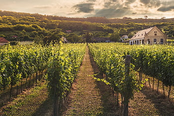 Serene vineyard scene with verdant rows under a dramatic sunset sky. HD wallpaper
