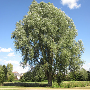 Willow Tree, UK guide, Identification HD phone wallpaper