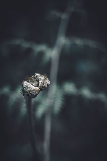 Plant, Macro, Bud, Close-Up, Branch HD phone wallpaper