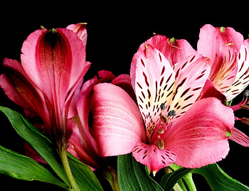 Flowers, Close-Up, Black Background, Alstrameria HD wallpaper