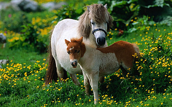 Animals, Horses HD wallpaper