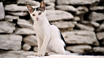 Animals, Stones, Kitty, Kitten, Spotted, Spotty HD wallpaper