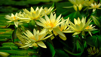 Yellow water lilies, Flowers, Bloom, Pond, Lilies, Nature HD wallpaper
