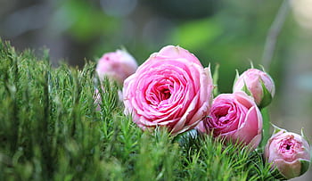 Close-up view of vibrant pink roses blooming in a lush green garden setting. HD wallpaper