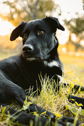 Animals, Dog, Sight, Opinion, Labrador Retriever HD phone wallpaper