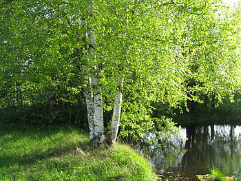Landscape, Trees HD wallpaper