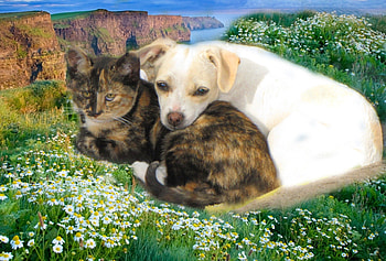 best friends, blue, white, kitty, cat, tri color cat, orange, mountain, daisies, puppy, pets, calico cat, friendship, chihuahua, white flowers HD wallpaper
