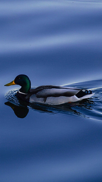 Duck with unique pattern, Intriguing design, Eye-catching , Distinctive visuals HD phone wallpaper