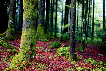 Nature, Trees, Forest, Moss, Bark HD wallpaper