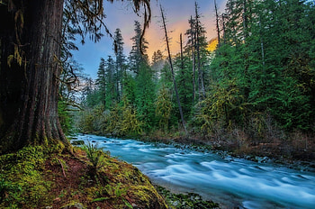 River, leaf, nature, tree HD wallpaper