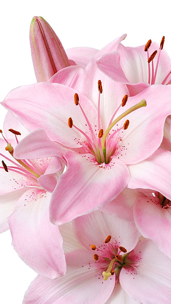 Lily, Pink HD phone wallpaper
