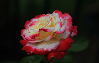 Two Tone Rose, two, white, large, rose, petals, flower, blossoms, layers, red, nature, tone HD wallpaper