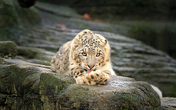 Animals, Stones, Leopard, To Lie Down, Lie, Relaxation, Rest HD wallpaper