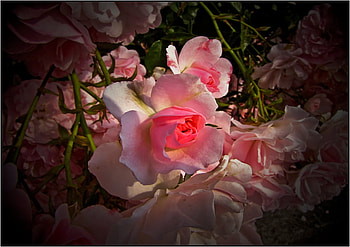 rose, pink, flowers, light HD wallpaper