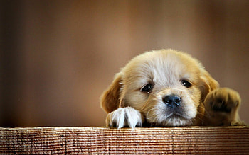Cute puppy , Playful companions, Adorable antics, Irresistible cuteness HD wallpaper
