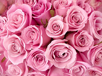 Plants, Flowers, Roses HD wallpaper
