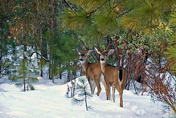 Winter, padure, zapada, capriori, iarna HD wallpaper