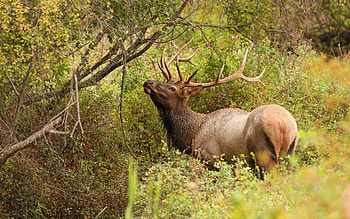Elk, animal, nature, graphy, Bull HD wallpaper