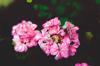 Flowers, Pink, Petals HD wallpaper