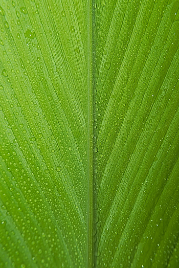 Drops, Macro, Sheet, Leaf, Dew HD phone wallpaper