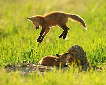 Fox puppies, puppy, adorable, fox, sun, play HD wallpaper