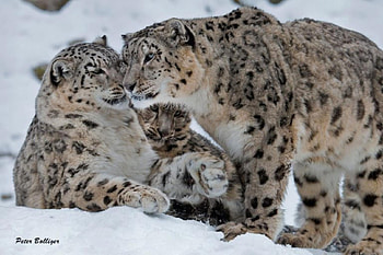 ** Snow Leopards** of ..Central Asia...''Endangered Species, leopard, cat, moutain, snow HD wallpaper