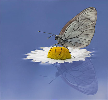 magic, touch, wonder, gentle, butterfly, flower HD wallpaper