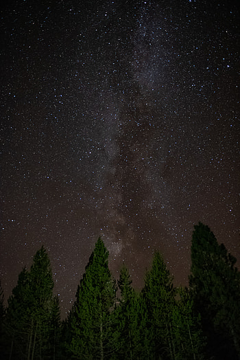 Nature, Trees, Stars, Starry Sky HD phone wallpaper