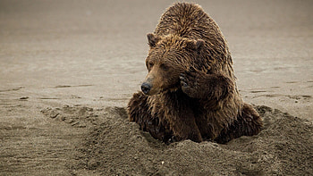 Animals, Sand, Bear, Playful HD wallpaper