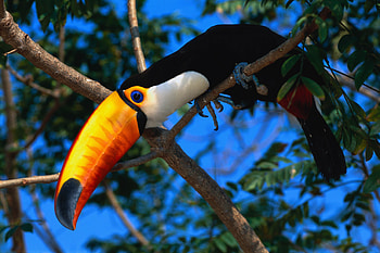 Animals, Wood, Beak, Tree, Color, Toucan HD wallpaper