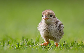 Animals, Grass, Bird, Chick, Chicken HD wallpaper