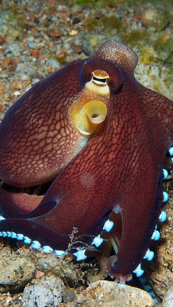 Octopus, Brown HD phone wallpaper
