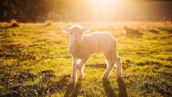 White sheep graphy, Stunning and , , Captivating natural beauty HD wallpaper