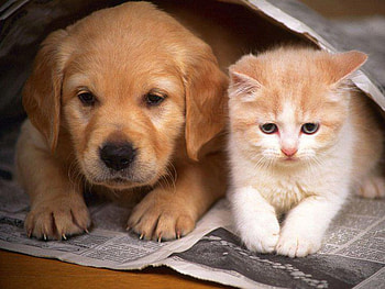 two very close friends, two, close, friends, very HD wallpaper