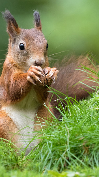 Close-up capture, quality , Breathtaking graphy, Nature's charm HD phone wallpaper