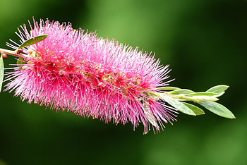 Flower, Plant, Macro, Bud HD wallpaper